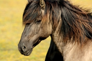 Reitverein
